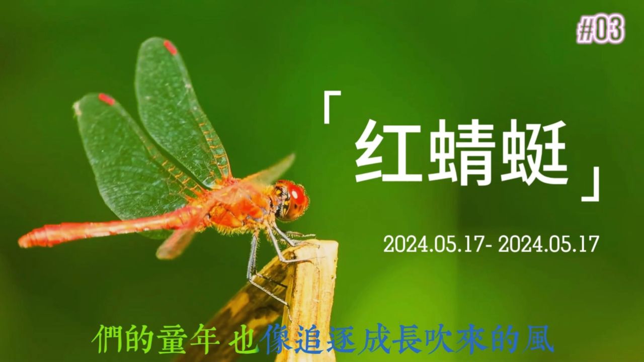 今日更新红蜻蜓