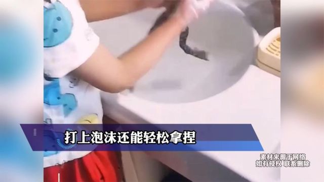 男孩给宠物青蛙洗澡,打上泡沫还能轻松拿捏