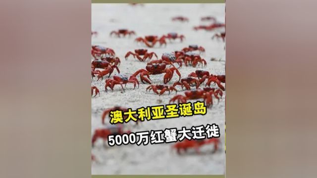 5000万只螃蟹的迁徙之旅,澳大利亚圣诞岛,红蟹大迁徙 #螃蟹 #红蟹 #红蟹迁徙 #迁徙