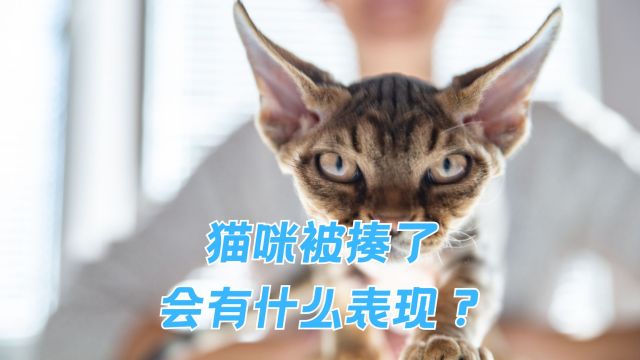 做梦时的猫咪,会有什么表现?