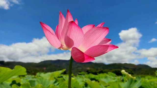 蝉鸣声声响,忽觉夏日长