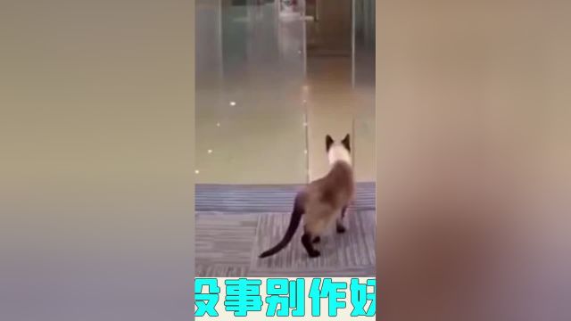 猫猫迷惑大赏,果然好奇害死猫