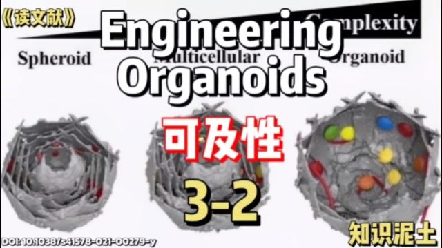 Organoids受限于营养物质的可及性[知识泥土读文献]