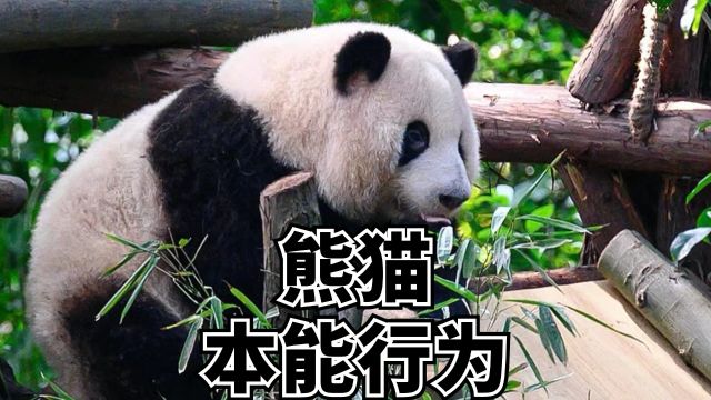  熊猫爬树是天性爬高是导致稀少的原因