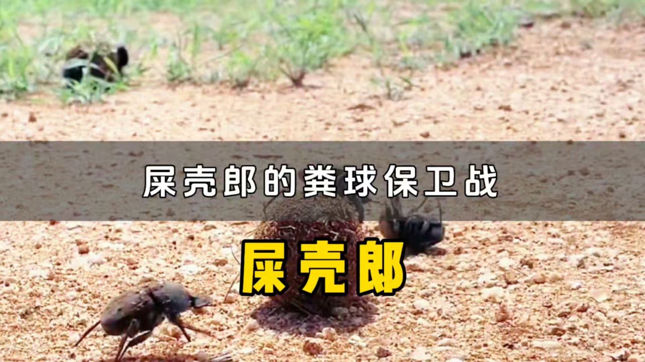 一个粪球引发了一场动物界的粪球争夺战