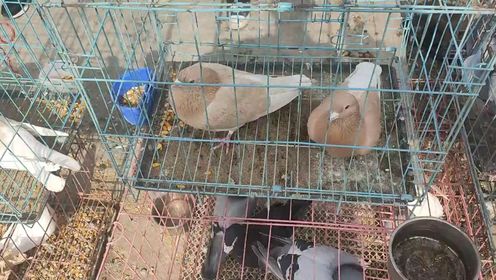 鸽子市场大合集白色信鸽