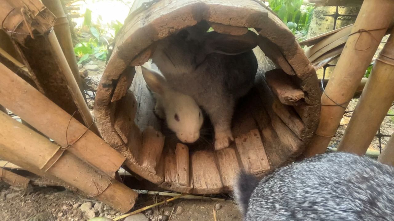 是不是长的胖的兔子都有点