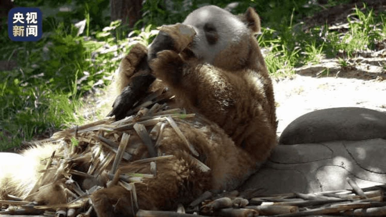 棕色大熊猫"七仔"沉浸式"炫笋"