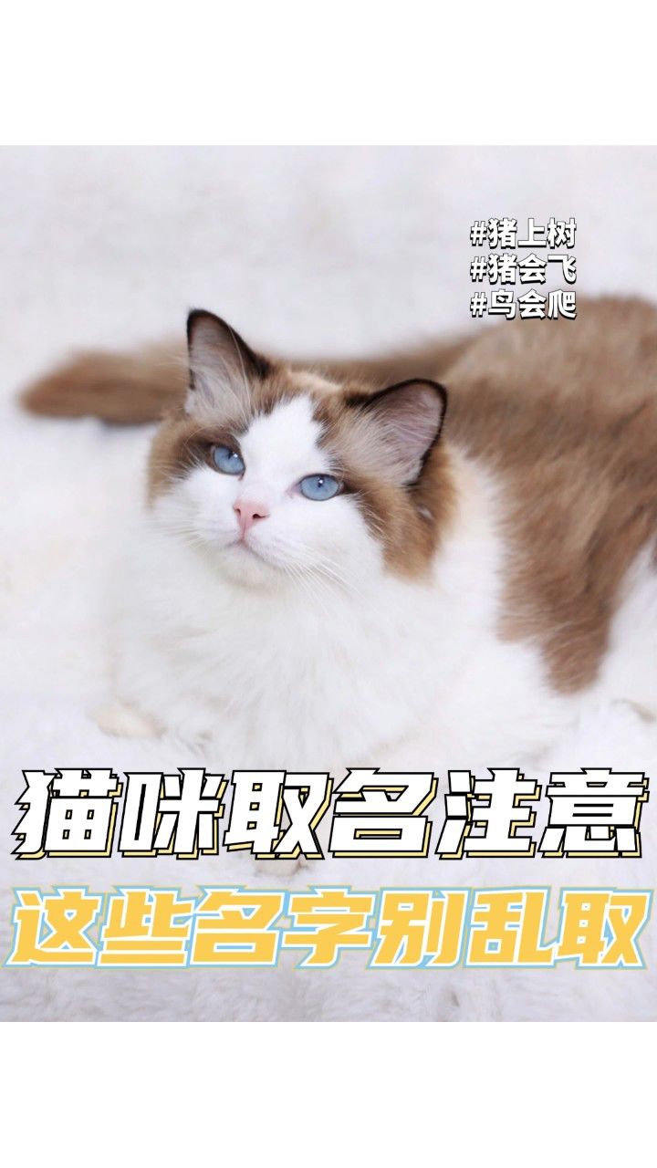 猫咪取名注意,这些名字别乱取!