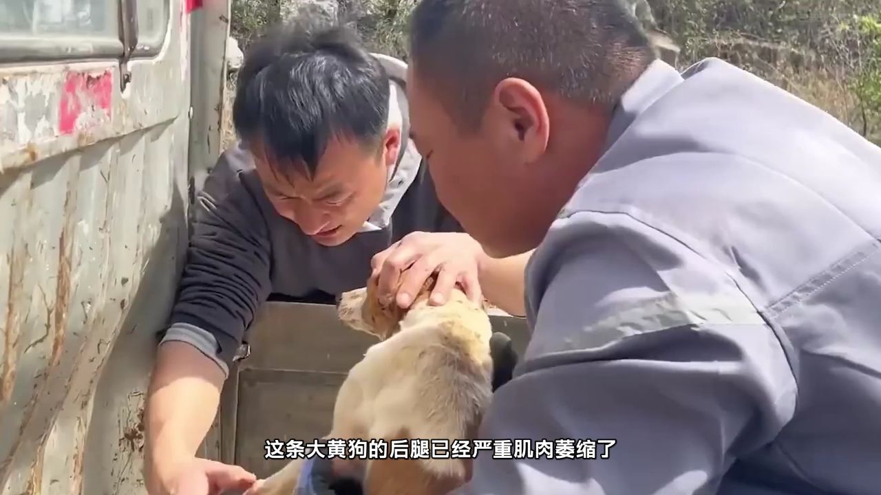 被盗猎者陷阱困住数日的大黄狗