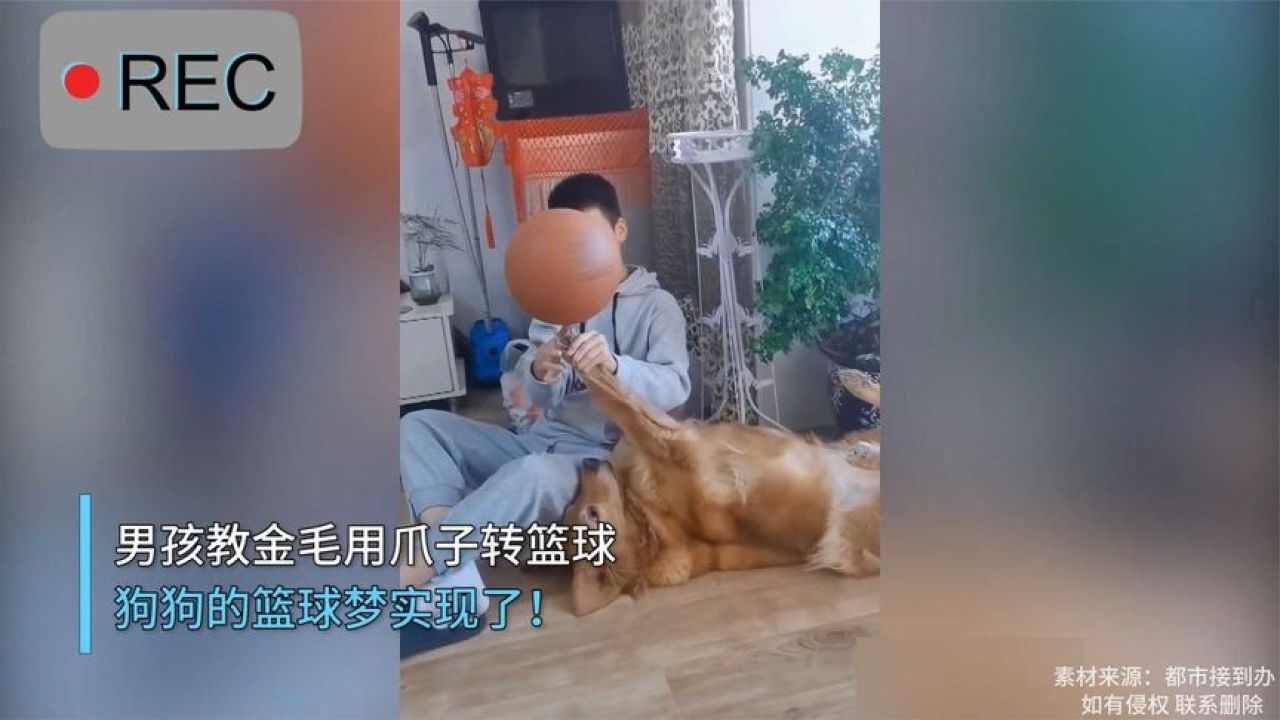 男孩教金毛转篮球,狗子:那一天,我拥有了篮球梦