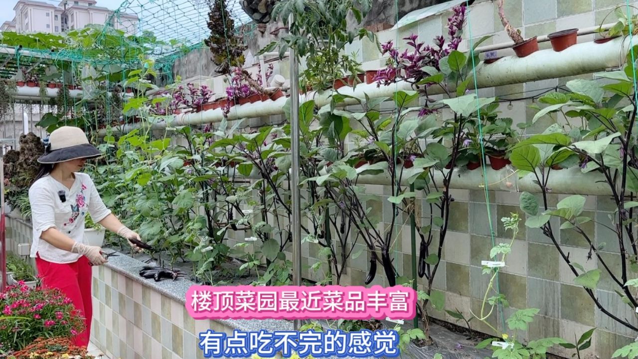 楼顶菜园最近菜品丰富 每次采摘都是一大堆 有点吃不完的感觉