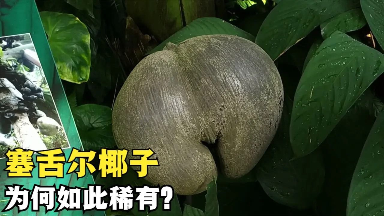 塞舌尔海椰子,外形长得十分奇特,为何会成为国宝?