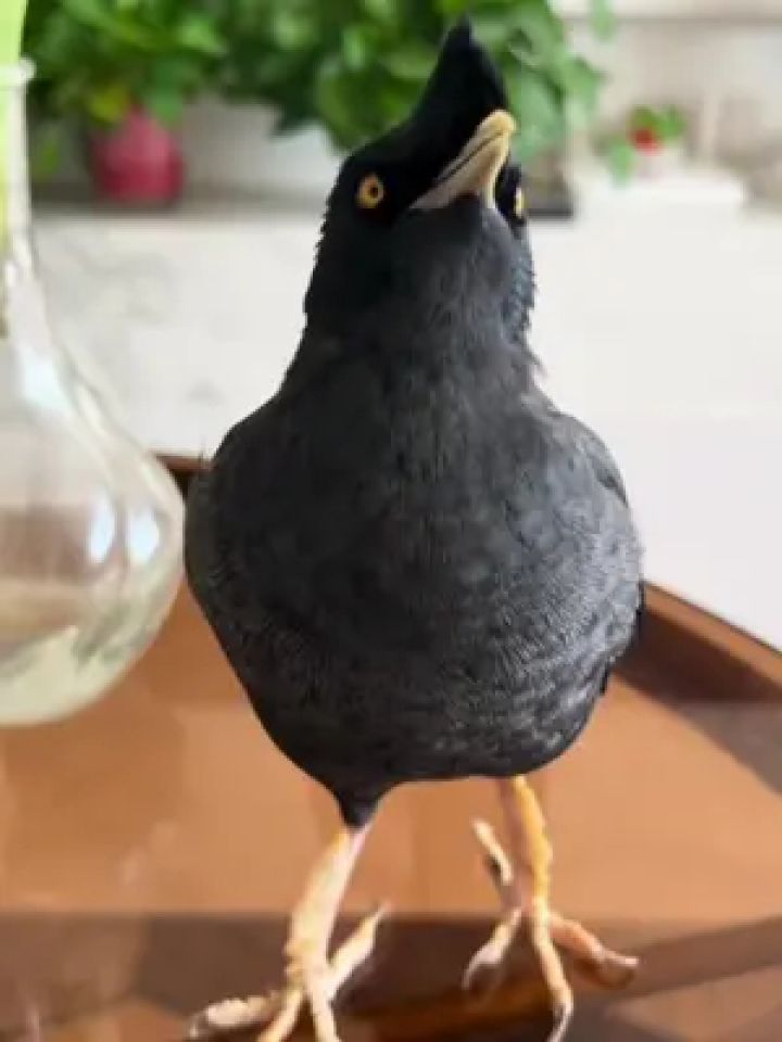 八哥雏鸟食 #养鸟经验分享 #八哥雏鸟