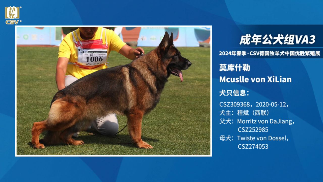 2024年春季·csv德国牧羊犬中国优胜繁殖展成年公犬组va3犬只讲评