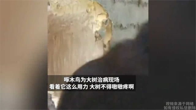 啄木鸟为大树治病现场 看着它这么用力 大树不得嗷嗷疼啊