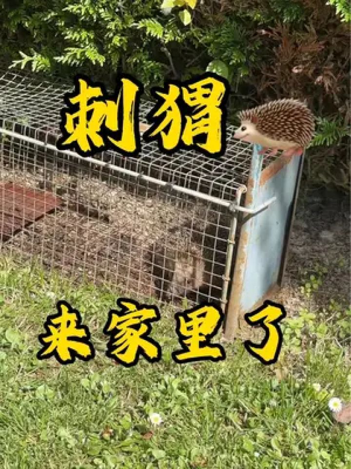 家里来只大刺猬,好肥;以前觉得法国乡下安全,现在我有点害怕#法国乡村