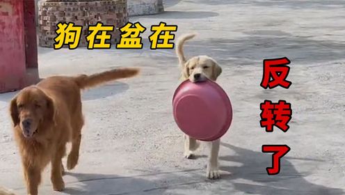 时时刻刻叼着盆的金毛大嘴,这事竟然反转了!#搞笑萌宠#沙雕宠物#宠物剧_高清1080P在线观看平台_腾讯视频