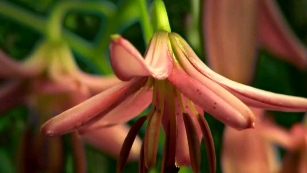 龙梅子&老猫—花心传说