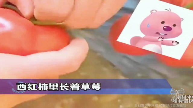 西红柿里长着草莓,第一眼看见时有些懵圈,网友:这是什么品种