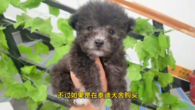 买一只小的泰迪犬需要多少钱一只