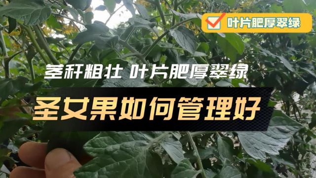 冲施滴灌肥吉林通化圣女果使用伯示麦冲施肥+翠姆鱼蛋白,叶片厚绿,茎秆粗壮