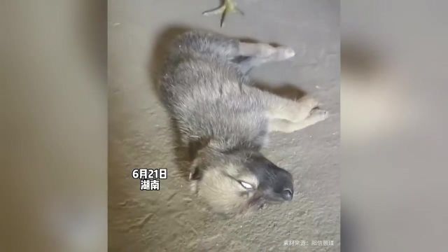 小狗睡觉翻白眼,公鸡上去就啄