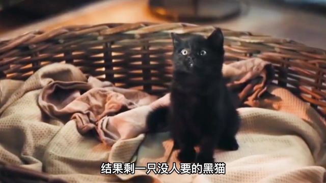 老爷爷收养一只黑猫,没想到带来了好运!《黑猫》