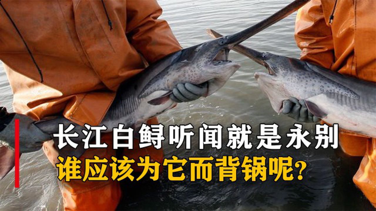 "中国淡水鱼之王"长江白鲟宣告灭绝,谁改为它的灭绝负责呢?