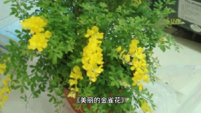 《美丽的金雀花》