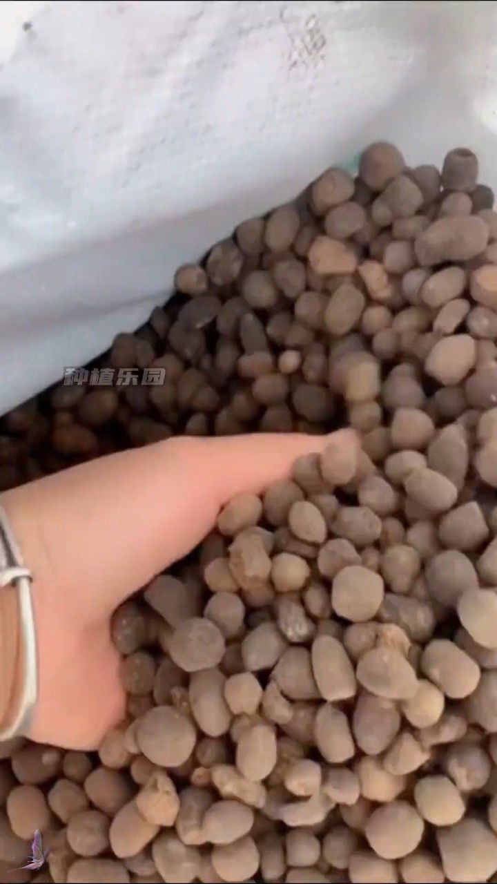 羊粪蛋可是好东西,天然的有机肥能让种出来的瓜果蔬菜更好吃