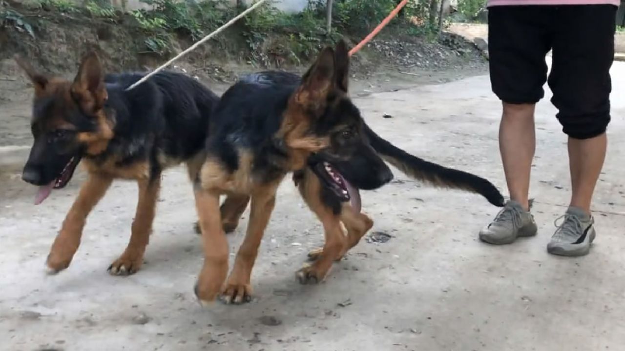 精品赛级版德牧犬,2公4个半月大,双血统狼王后代