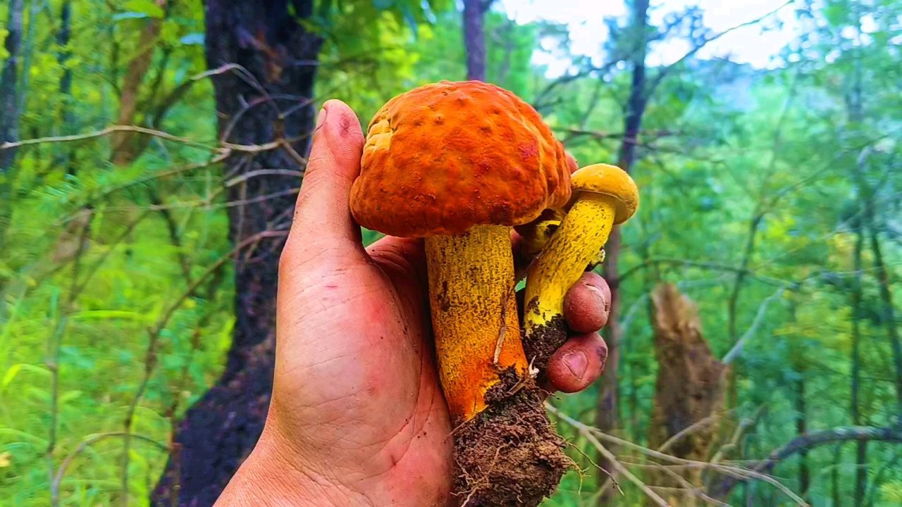 今年捡的最后一朵黄牛肝菌,颜色惊艳