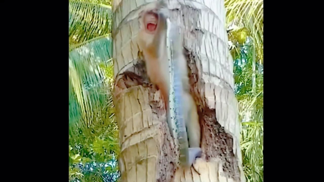 猴子被蛇咬得哇哇大叫