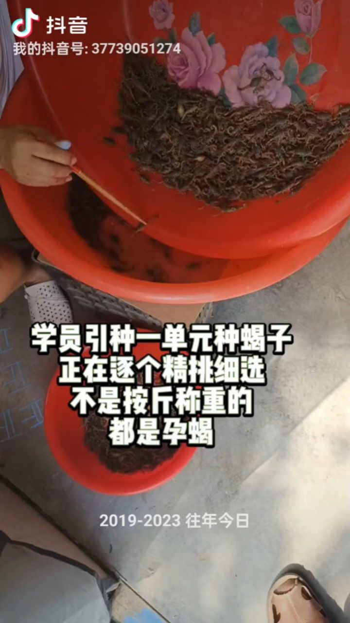 新手怎么怎么饲养全蝎?蝎子的养殖技术视频
