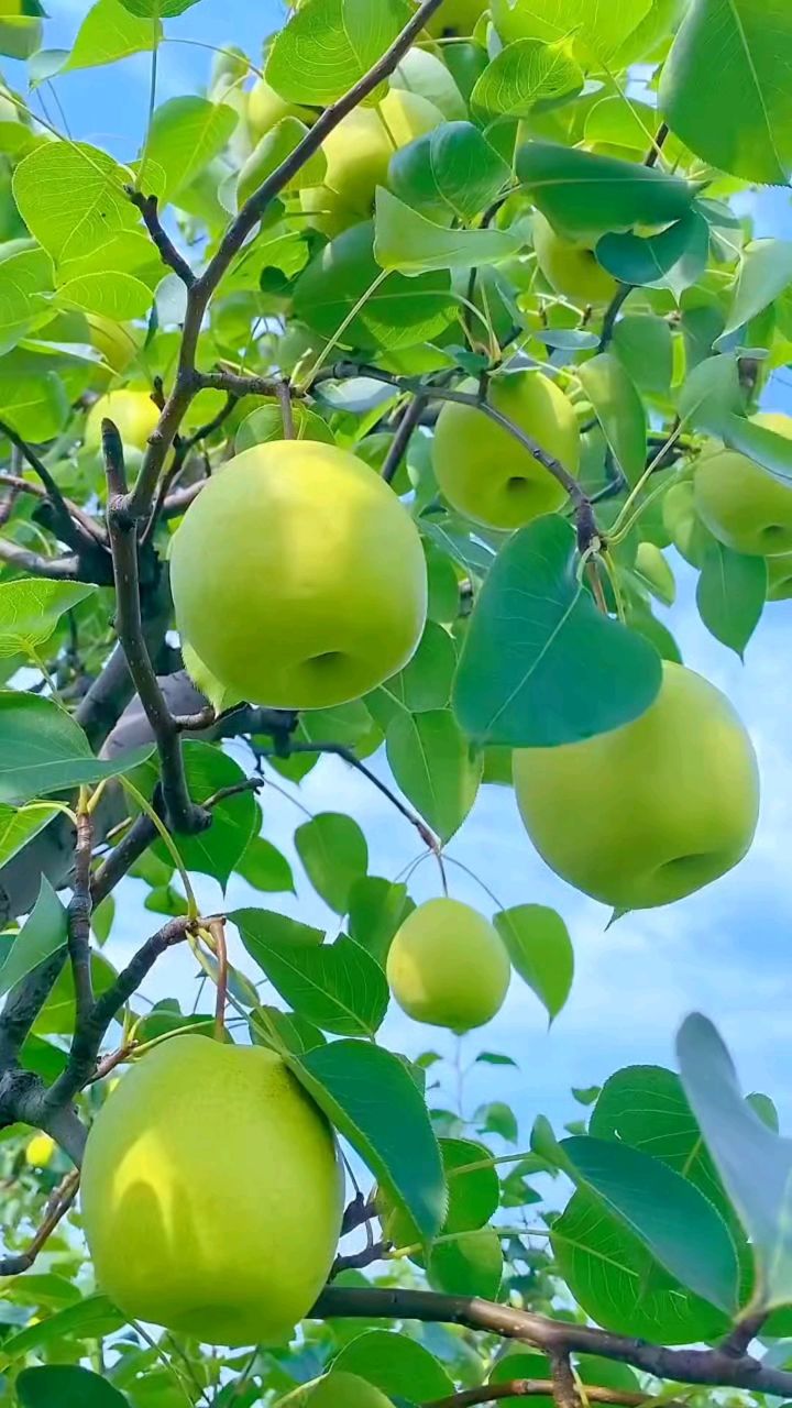 秋天里的果实