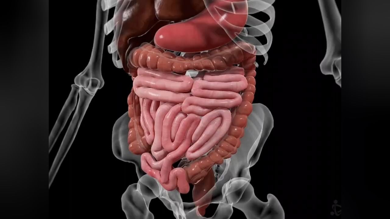 人体解剖学#人体奥秘##人体_高清1080P在线观看平台_腾讯视频