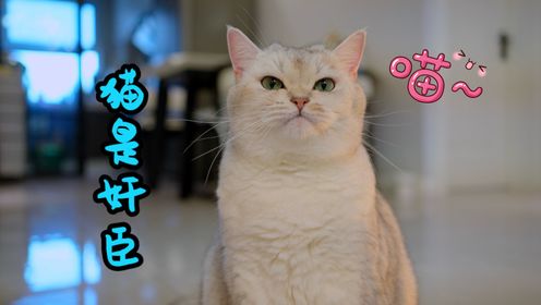 猫真的是“奸臣”吗？