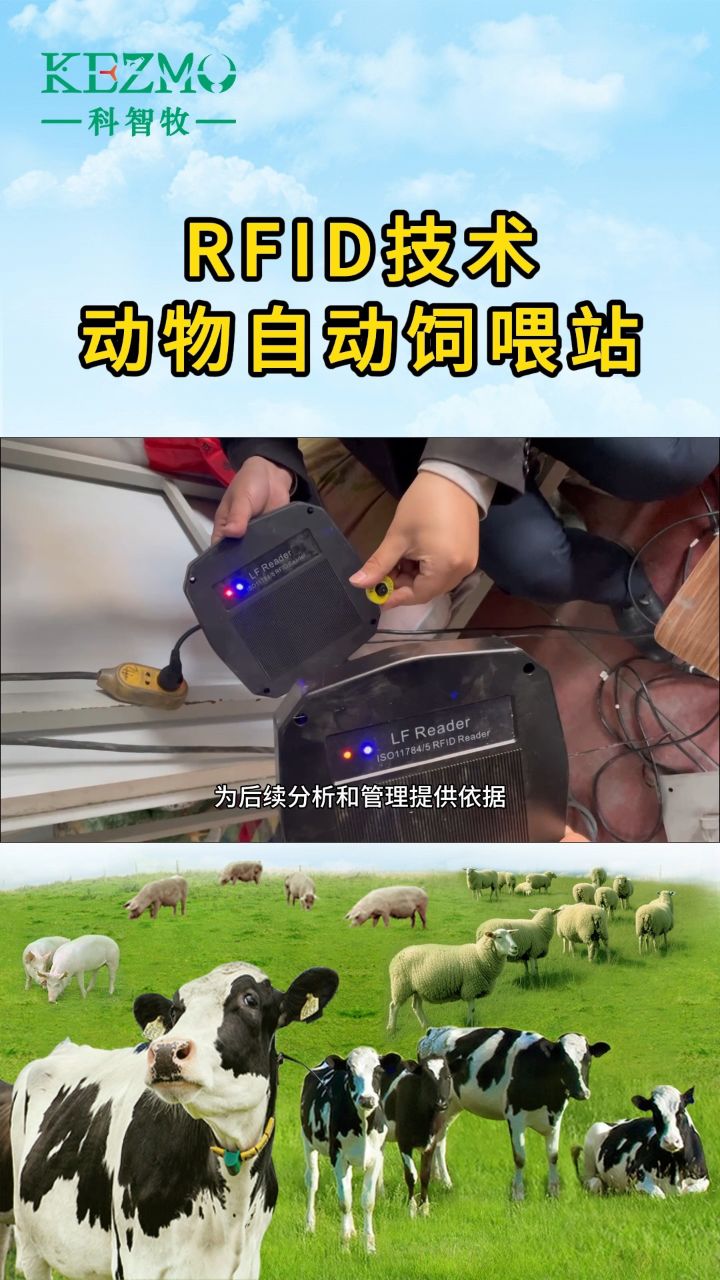RFID猪自动饲喂站的养殖方案是一种集成了现代信息技术与养殖技术的先进方案,旨在提高养猪业的生产效率和管理水平#RFID养殖方案#畜牧养殖 ...