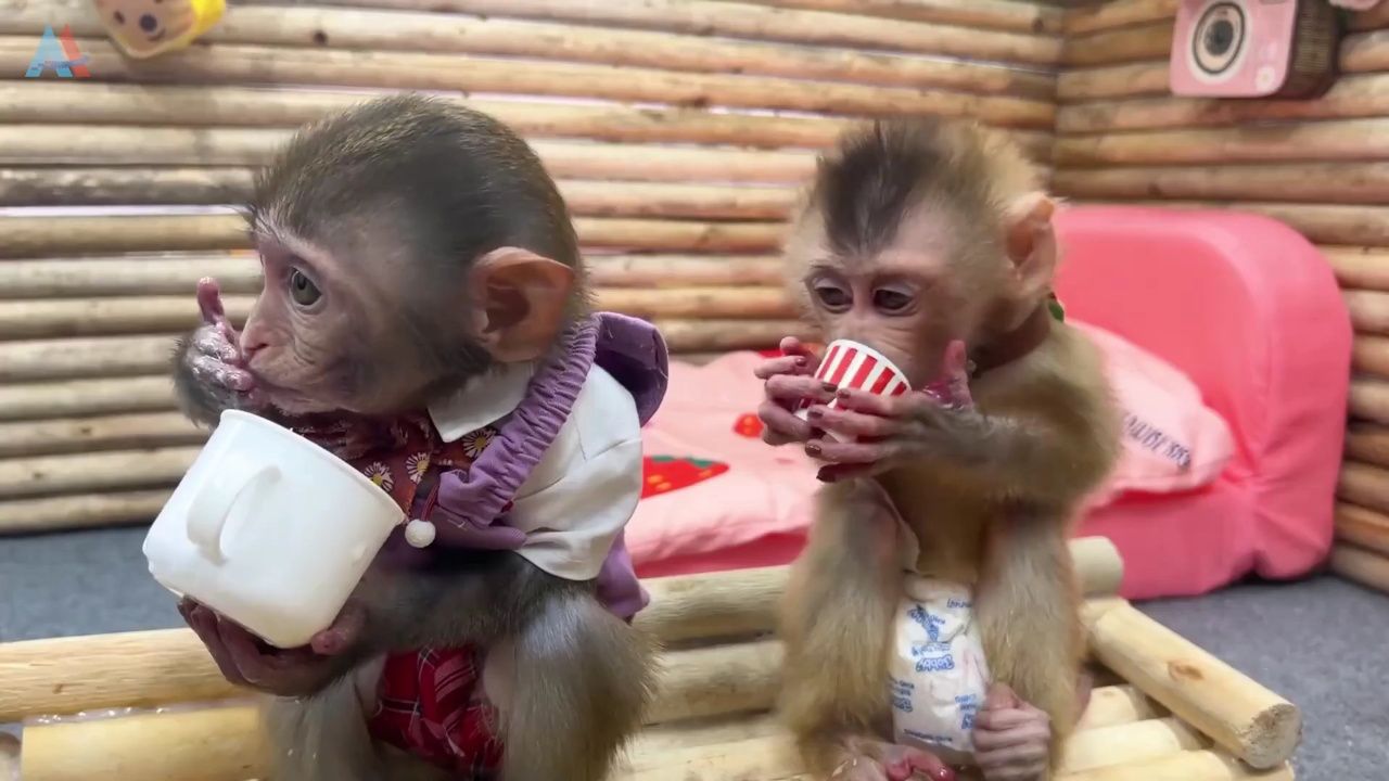 萌宠小猴子照顾小猴子宝宝_322_高光片段