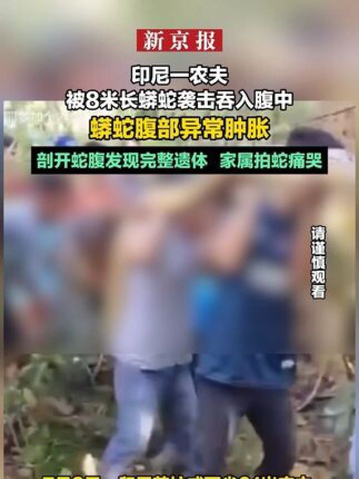 印尼一农夫被8米长蟒蛇袭击吞入腹中 蟒蛇腹部异常肿胀 剖开蛇腹发现
