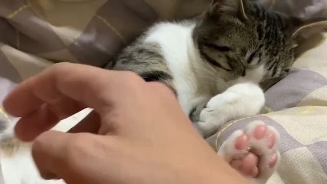 7个猫爪冷知识,知道5个,就是养猫达人了