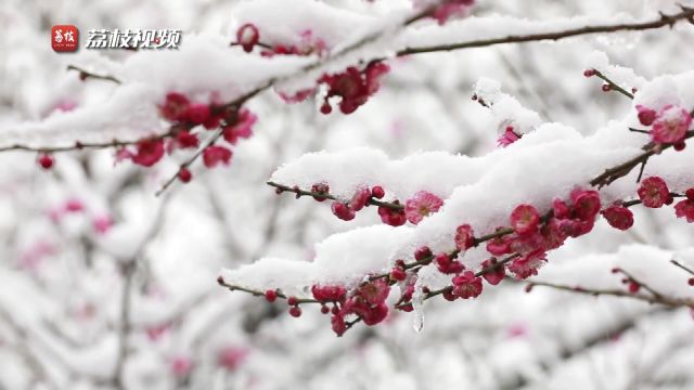 踏雪赏梅!贵州余庆梅花傲雪美如画