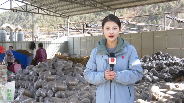 蓝田县 小蘑菇撑起“致富伞”