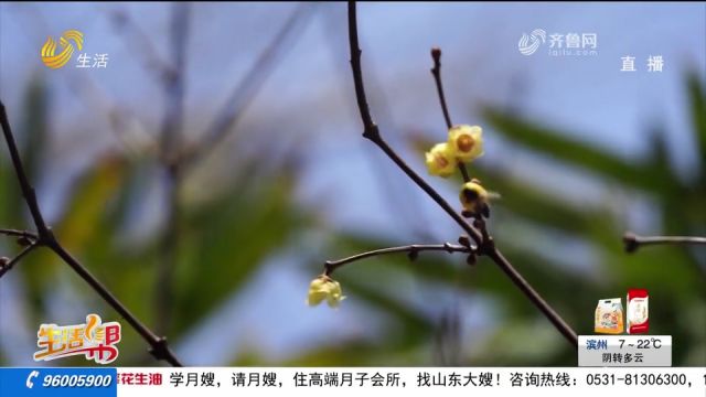 东营植物园腊梅相继绽放,暗香浮动别有风采,跟随镜头赏别样美景