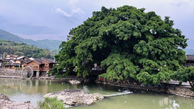 福建云水谣景区的老榕树确实好看,但千万注意蚊虫,都是教训啊