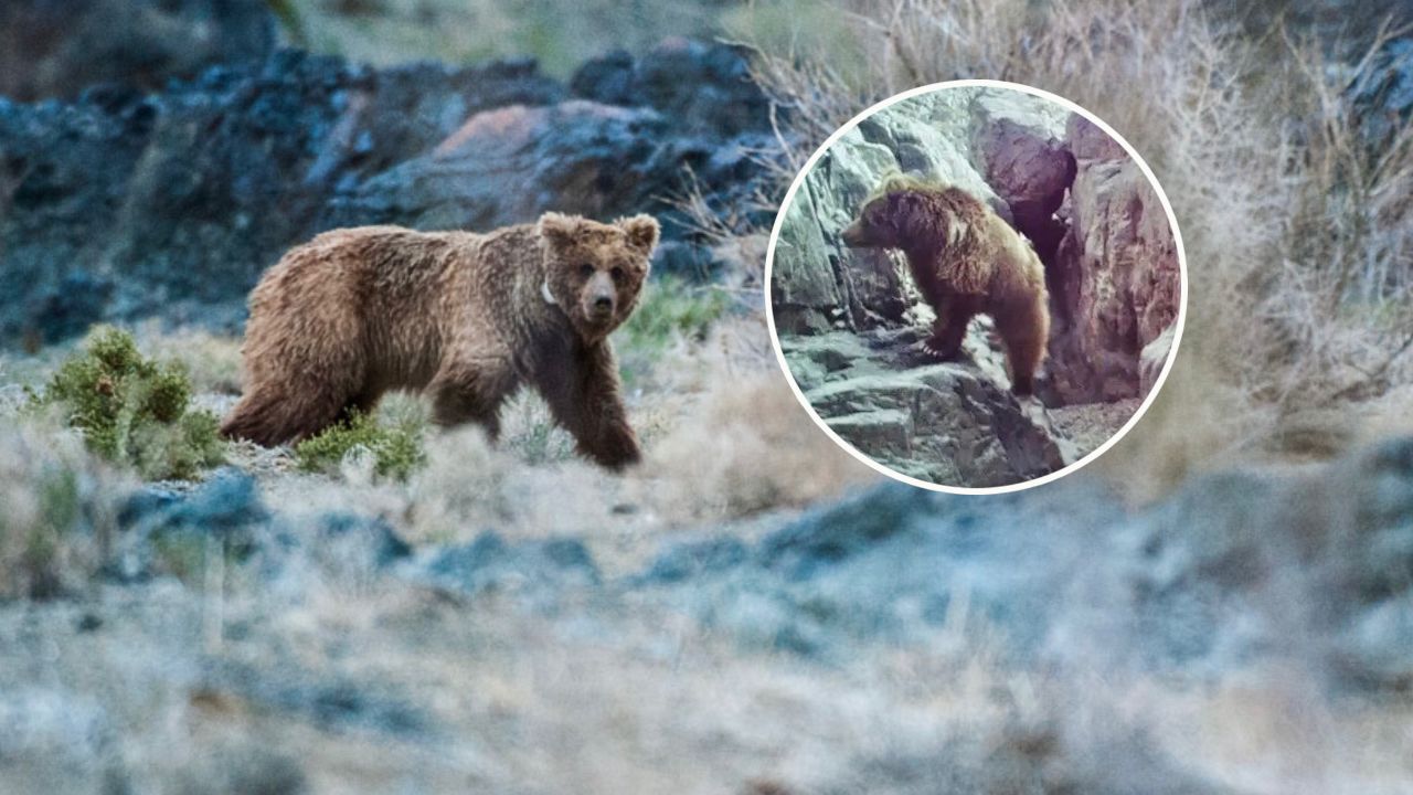 戈壁熊首现我国,沙漠棕熊数量仅50余只,蒙古国宝为何成极危物种