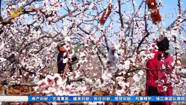 人间三月芳菲始,踏青赏花正当时!赏花季开启,绽放“美丽经济”