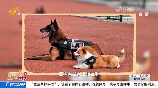 柯基警犬“福仔”火遍网络,走进它的训练日常,看看它的成名记