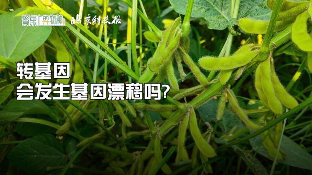 转基因作物产生的基因漂移会破坏生态吗?|餐桌上的物种